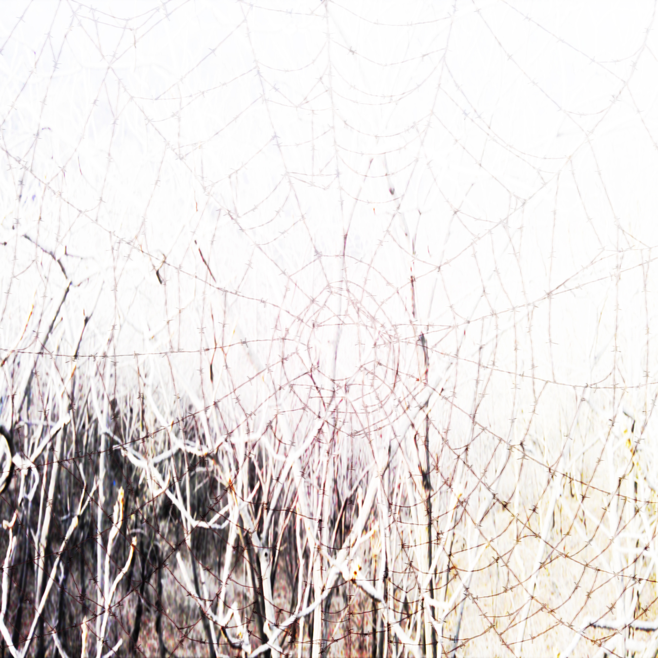 in the woods, web